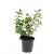 Hypericum kouytchense Pot 1,5 liter