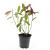 Itea virginica 'Henry's Garnet' Pot 1,5 liter