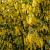 Laburnum wat. 'Vossii' Hoogstam (Stamomtrek 10-12 cm)