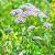 Achillea millefolium Pot 9 cm