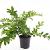 Ligustrum obtusifolium regelianum Pot 1,5 liter