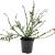 Lonicera nit. 'Red Tips' Pot 1,5 liter