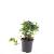 Pachysandra terminalis Pot 1,5 liter
