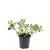 Pachysandra term. 'Variegata' Pot 1,5 liter