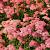 Achillea m. 'Lachsschönheit' Pot 9 cm