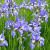 Iris sib. 'Perry's Blue' Pot 9 cm