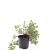 Potentilla f. 'Elizabeth' Pot 1,5 liter
