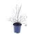 Potentilla f. 'Goldfinger' Pot 1,5 liter