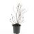 Potentilla f. 'Maanelys' Pot 1,5 liter