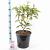 Prunus 'Accolade' Pot 10 liter 100 - 125 cm