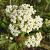 Achillea m. 'White Beauty' Pot 9 cm