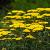 Achillea tomentosa 'Aurea' Pot 9 cm