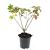 Ribes glandulosum Pot 1,5 liter