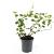 Rubus 'Betty Ashburner' Pot 1,5 liter