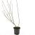 Salix gracilistyla 'Mt. Aso' Pot 1,5 liter