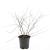 Spiraea cinerea 'Grefsheim' Pot 1,5 liter