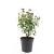 Spiraea jap. 'Crispa' Pot 1,5 liter