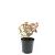 Spiraea jap. 'Firelight' Pot 1,5 liter