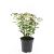 Spiraea jap. 'Genpei' Pot 1,5 liter