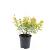 Spiraea jap. 'Golden Princess' Pot 1,5 liter
