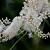 Actaea racemosa Pot 9 cm