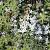 Isotoma fluviatilis Pot 9 cm