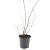Spiraea jap. 'Odensala' Pot 1,5 liter