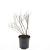 Spiraea thunbergii Pot 1,5 liter