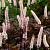 Actaea simp. 'Black Negligee' Pot 9 cm