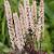 Actaea simp. 'Pink Spike' Pot 9 cm