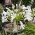 Agapanthus afr. 'Albus' Pot 9 cm