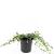 Vinca minor Pot 1,5 liter