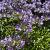 Agapanthus 'Blue Umbrella' Pot 9 cm