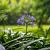 Agapanthus 'Peter Pan' Pot 9 cm