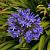 Agapanthus 'Tornado' Pot 9 cm