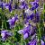 Aquilegia caerulea Pot 9 cm