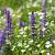 Ajuga reptans 'Catlin's Giant' Pot 9 cm