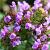 Ajuga reptans 'Purple Torch' Pot 9 cm