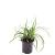 Carex morrowii 'Irish Green' Pot 1,5 liter