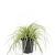 Carex oshim. 'Evergold' Pot 1,5 liter