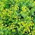 Alchemilla mollis 'Robustica' Pot 9 cm