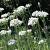 Allium tuberosum Pot 9 cm