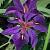 Iris (L) 'Black Gamecock' Pot 9 cm
