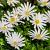 Anemone blanda 'White Splendour' Pot 9 cm