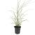Miscanthus sin. 'Red Chief' Pot 1,5 liter