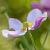 Anemone Dainty Swan Pot 9 cm