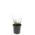Pennisetum al. 'Little Bunny' Pot 1,5 liter