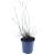 Pennisetum al. 'Little Bunny' Pot 1,5 liter