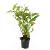 Persicaria amplexicaulis Pot 1,5 liter