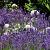 Salvia sylv. 'Dear Anja' Pot 9 cm